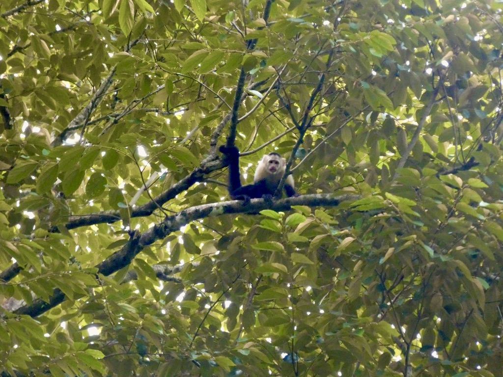 Capuchin monkey