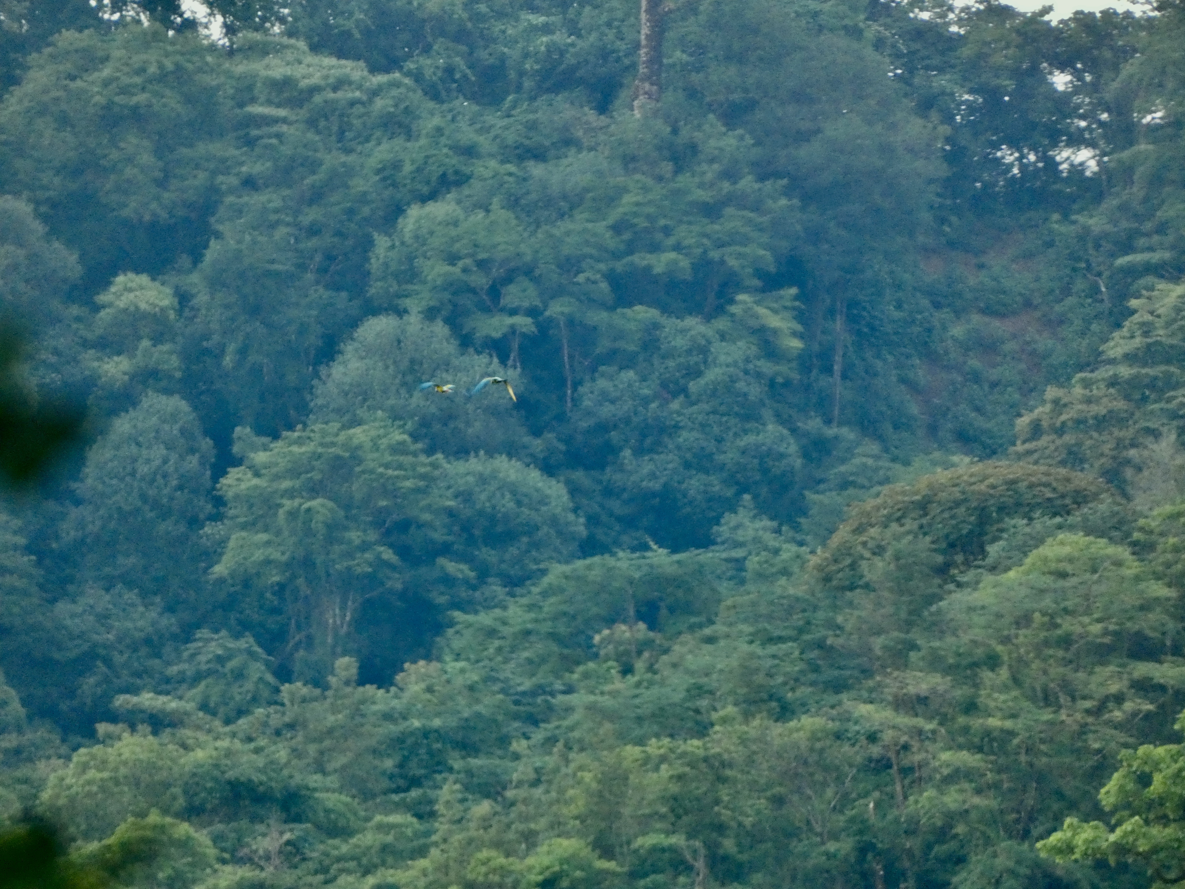 Ara ambiguus - Parque Nacional Cerro Hoya