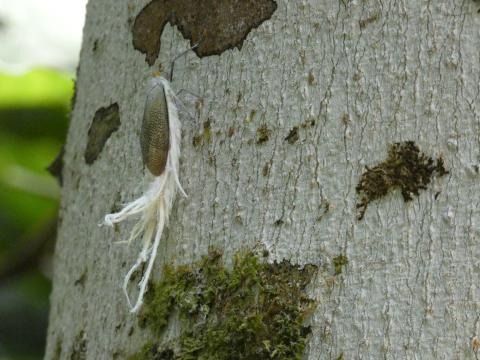 Insect that looks like a fairy.