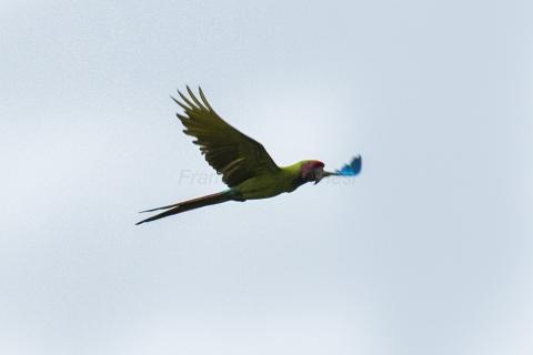 Great green macaw in flight